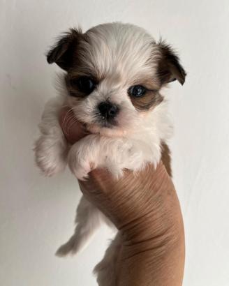 Chihuahua pelo lungo