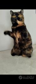 Gattina British Shorthair Chocolate tortie 6mesi