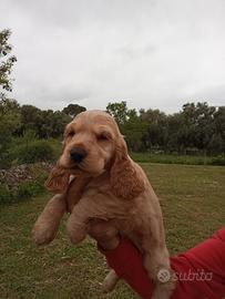 Cucciola di cocker spaniel
