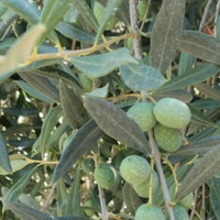 Olive Bianche di Gaeta qualità Itrana