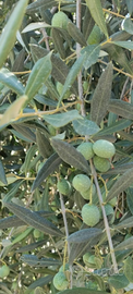 Olive Bianche di Gaeta qualità Itrana