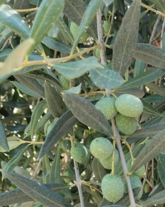 Olive Bianche di Gaeta qualità Itrana