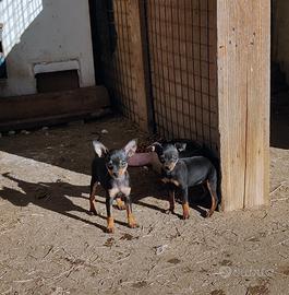 Pinscher nano cuccioli