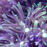 Clavularia Virdis corallo facile gestione