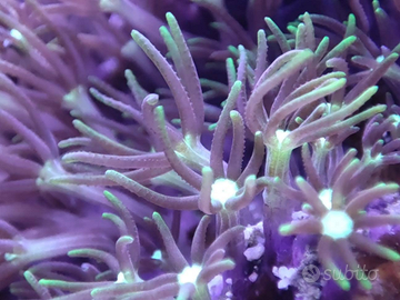 Clavularia Virdis corallo facile gestione