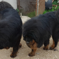 Copia di mastino tibetani
