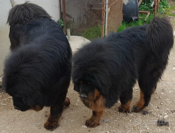 Copia di mastino tibetani