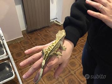 Geco ciliatus femmina