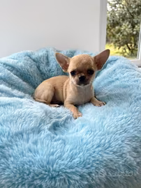 Chihuahua