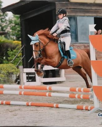 Doppio pony femmina, 10 anni
