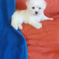 Maltese Toy bianco europeo 60 gg