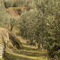 Uliveto lungo strada zona collinare