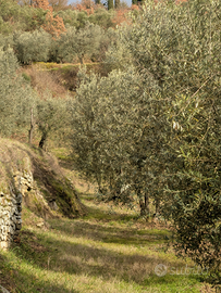 Uliveto lungo strada zona collinare