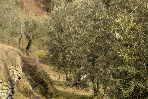 Uliveto lungo strada zona collinare