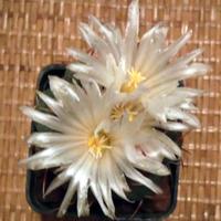 Cactus- Thelocactus hexaedrophorus