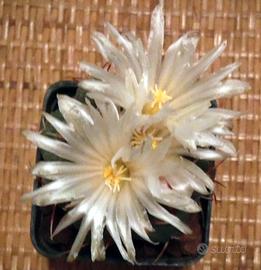 Cactus- Thelocactus hexaedrophorus