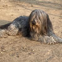 Pastore Bergamasco di 9 anni