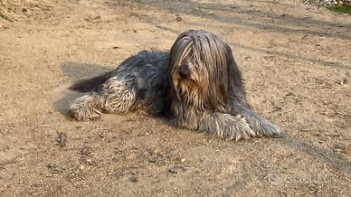 Pastore Bergamasco di 9 anni