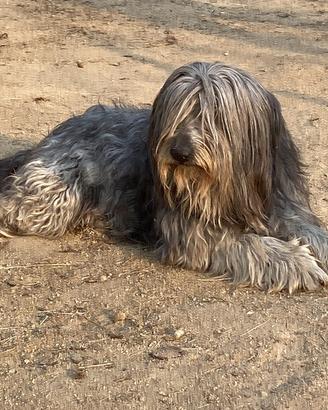Pastore Bergamasco di 9 anni