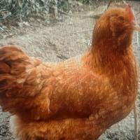 Galline Boffa
