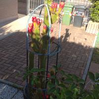 Cactus echinopsis spachiana