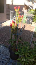 Cactus echinopsis spachiana