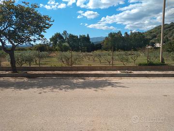 Terreno agricolo - oliveto - frutteto