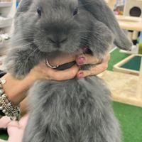 Coniglio ariete nano