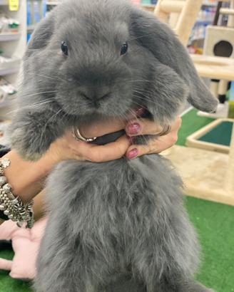 Coniglio ariete nano