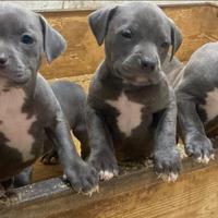 American pitbull terrier blu pitbul Amstaff pit