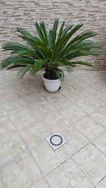 Cicas cycas chicas anno 2007