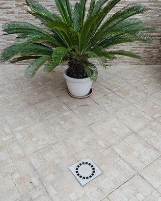 Cicas cycas chicas anno 2007