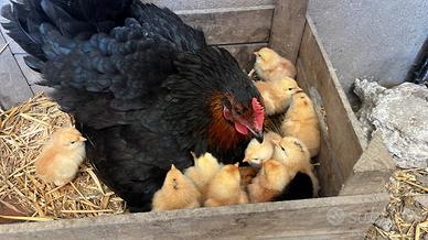 Pulcini gallina ovaiola