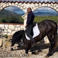 Addestramento cavalli