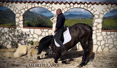 Addestramento cavalli