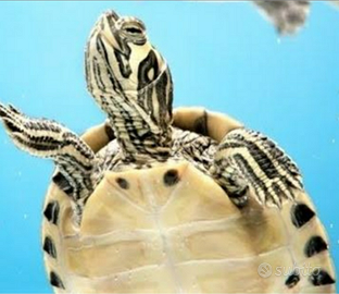 Tartaruga d'acqua dolce