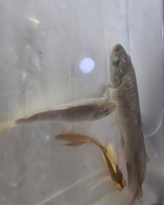 Carpa koi butterfly e carassi