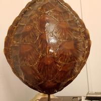 lampada guscio tartaruga