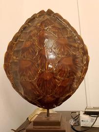 lampada guscio tartaruga