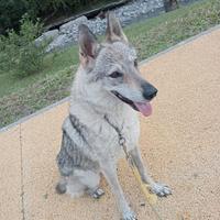 Cane lupo cecoslovacco