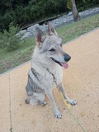 Cane lupo cecoslovacco