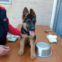 Cuccioli di pastore tedesco