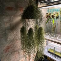 Collezione pianta Tillandsia Usnoides