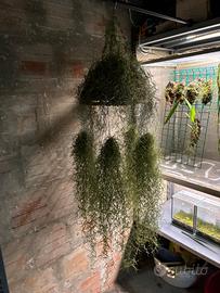 Collezione pianta Tillandsia Usnoides