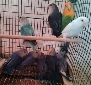 Inseparabili roseicollis