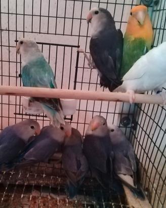 Inseparabili roseicollis