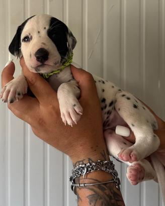 Dalmata femmina pedigree