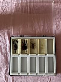 Collezione National Geographic - insetti in resina