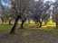 Immagine 6