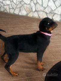 Cucciola rottweiler
